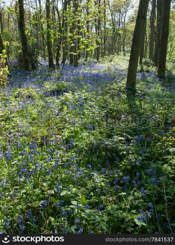 English bluebell wood in April 2014