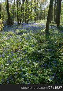 English bluebell wood in April 2014