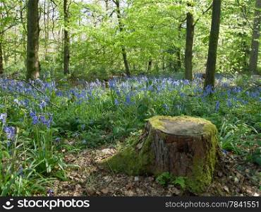 English bluebell woodland