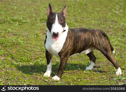 English bull terrier on the grass