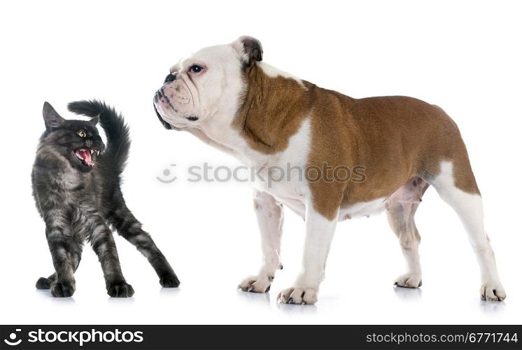 english bulldog and angry cat in front of white background
