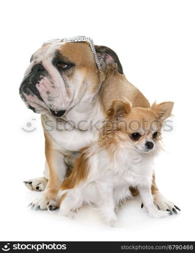 english bulldog and chihuahua in front of white background