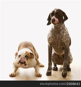 English Bulldog and German Shorthaired Pointer sitting licking lips.