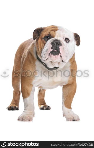 English Bulldog. English Bulldog in front of a white background