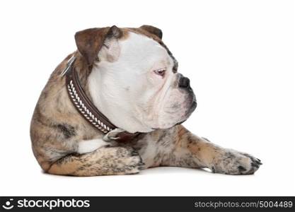 English bulldog. English bulldog in front of a white background