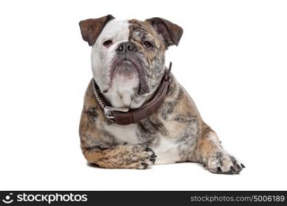 English bulldog. English bulldog in front of a white background