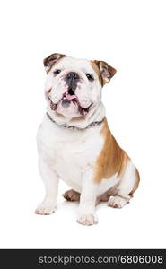 English bulldog. English Bulldog in front of a white background