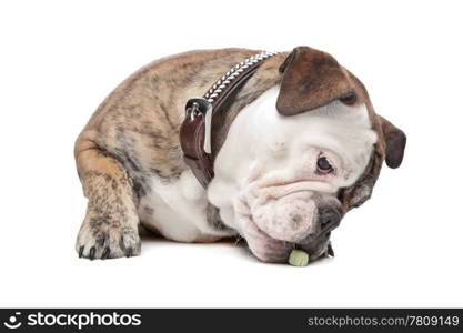 English bulldog. English bulldog in front of a white background