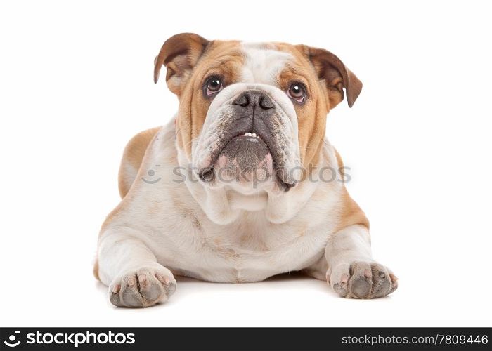 English Bulldog. English Bulldog in Front of a white background