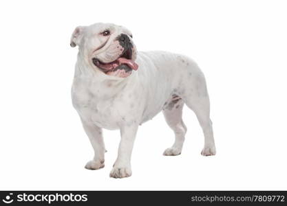 English Bulldog. English Bulldog in front of a white background