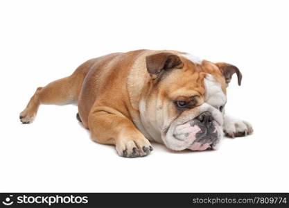 English Bulldog. English Bulldog in front of a white background