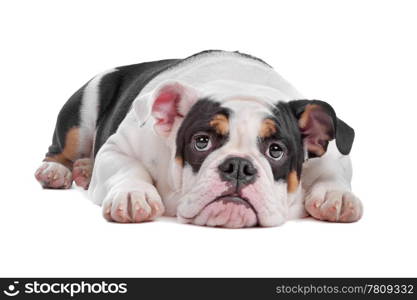 English bulldog. English bulldog lying down, isolated on a white background