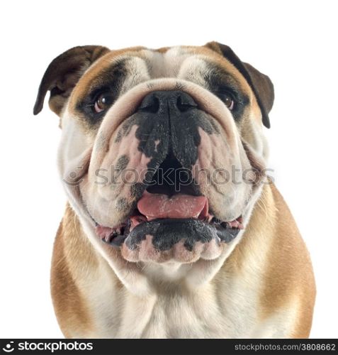 english bulldog in front of white background