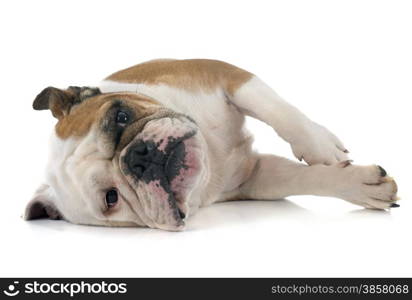 english bulldog in front of white background