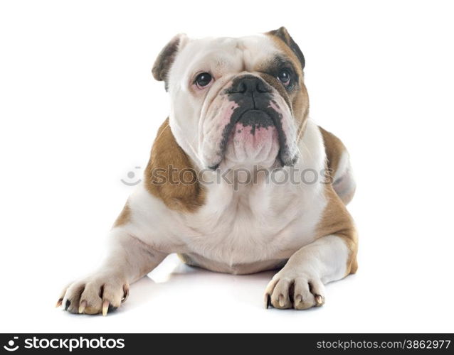 english bulldog in front of white background