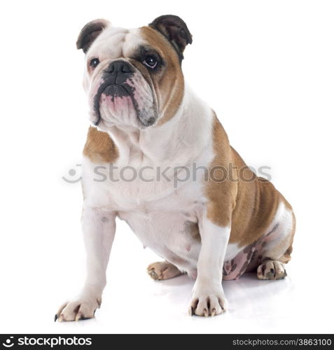 english bulldog in front of white background