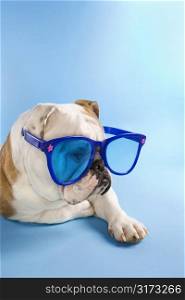 English Bulldog laying on blue background wearing oversized blue sunglasses.