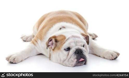 English bulldog laying stretched over floor, high key