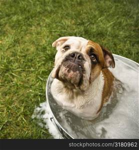 English Bulldog looking up from tub of bath water.
