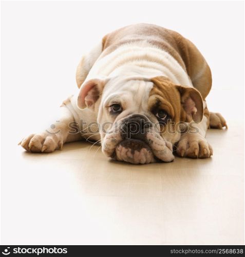 English Bulldog lying on floor looking at viewer.