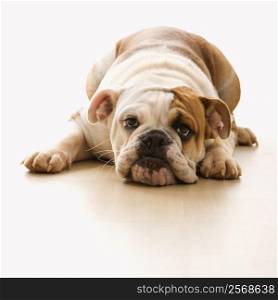 English Bulldog lying on floor looking at viewer.