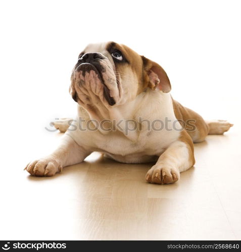 English Bulldog lying on floor looking up.