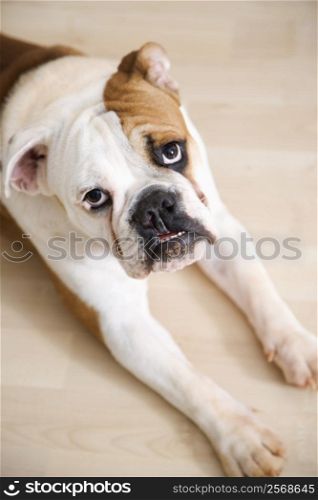 English Bulldog lying on wood floor with feet outstretched looking at viewer.