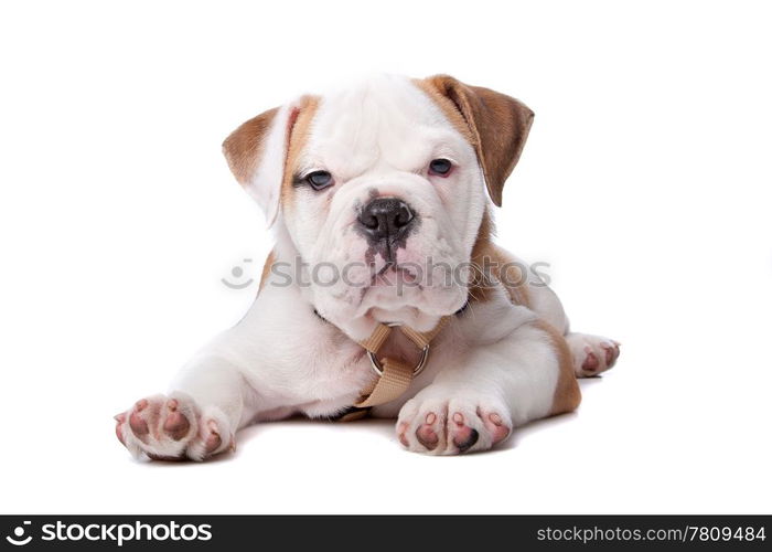 English Bulldog puppy lying down in front of white background