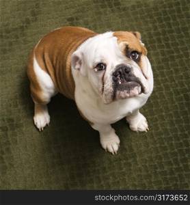 English bulldog puppy sitting on carpet looking up at viewer.
