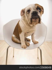 English Bulldog sitting in modern chair looking up.