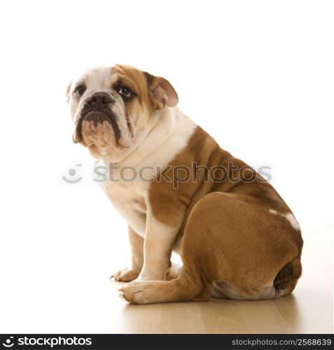 English Bulldog sitting on floor looking at viewer.