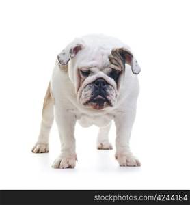 English bulldog standing in front of white background and looking down