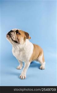 English Bulldog standing on blue background looking off to the side.