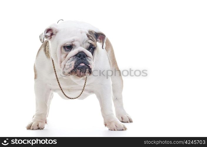 English Bulldog wearing neckleace standing and looking off camera, over white background