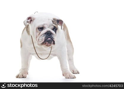 English Bulldog wearing neckleace standing and looking off camera, over white background