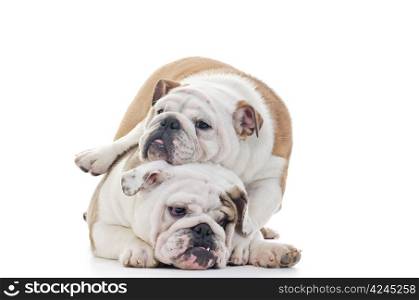 english bulldogs playing, one dog on top of other, Horizontal shot over white