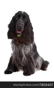 English Cocker Spaniel dog. English Cocker Spaniel dog in front of a white background