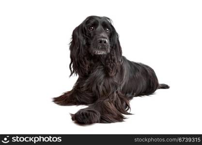 English Cocker Spaniel. English Cocker Spaniel in front of a white background