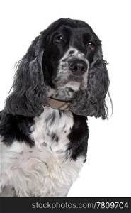 english cocker spaniel. English cocker spaniel in front of a white background