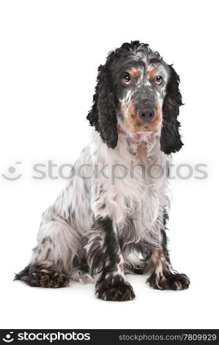 English Cocker Spaniel. English Cocker Spaniel in front of a white background