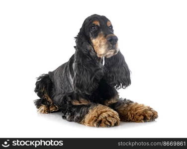 English Cocker Spaniel in front of white background