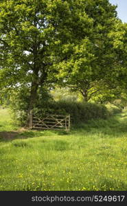 English countryside landscape image of meadow in Spring sunshine