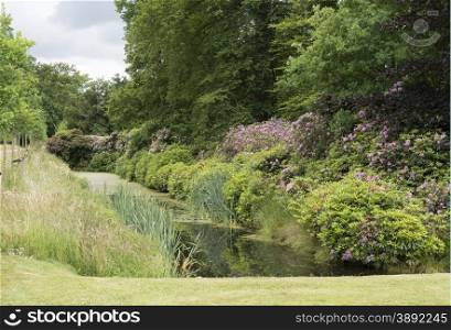 english garden with Rhododendron plants and flowers