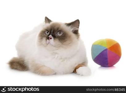 english longhair cat in front of white background