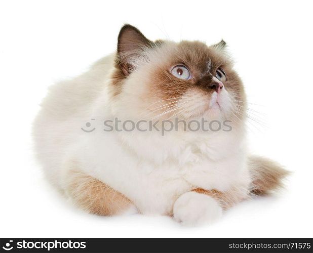 english longhair cat in front of white background