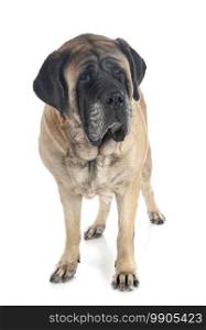 English Mastiff in front of white background