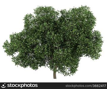 english oak tree isolated on white background