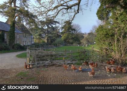 English rural scene with farm, chickens and geese, Hidcote Bartrim, Gloucestershire, England.