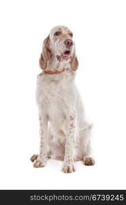 English Setter. English Setter in front of a white background