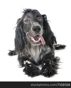 english setter in front of white background